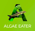 Algae Eaters