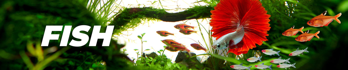 Aquarium Fish for Sale Australia | Live Freshwater Fish – Micro Aquatic ...