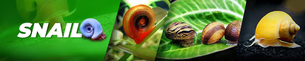 All Aquarium Snails - Shop Online & In-Store Australia | Micro Aquatic Shop