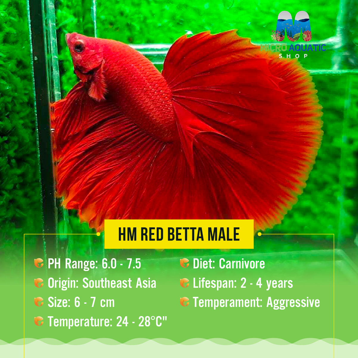 HM Red Betta Male