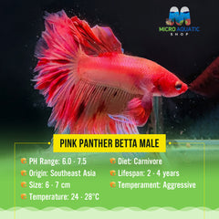 Pink Panther Betta Male