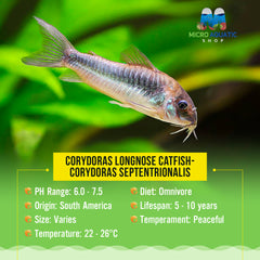 Corydoras Longnose Catfish- Corydoras septentrionalis