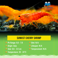 Sunkist Cherry Shrimp