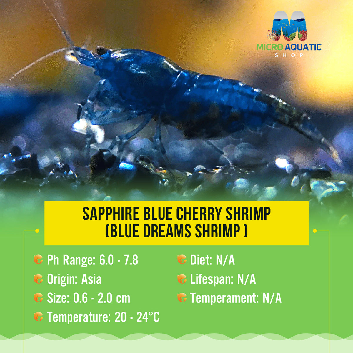Sapphire Blue Cherry Shrimp (  Blue Dreams Shrimp )