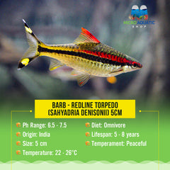 Barb – Redline Torpedo (Sahyadria denisonii) 5cm