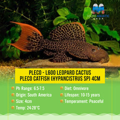 Pleco – L600 Leopard Cactus Pleco Catfish (Hypancistrus sp) 6cm