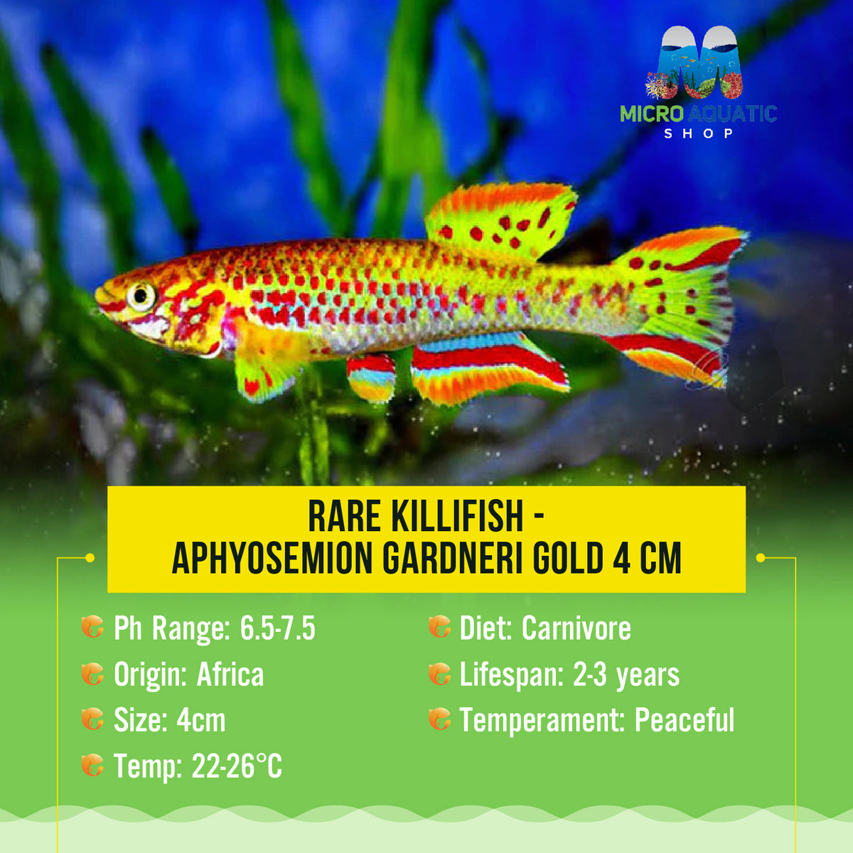 Rare Killifish - APHYOSEMION GARDNERI GOLD 4 cm