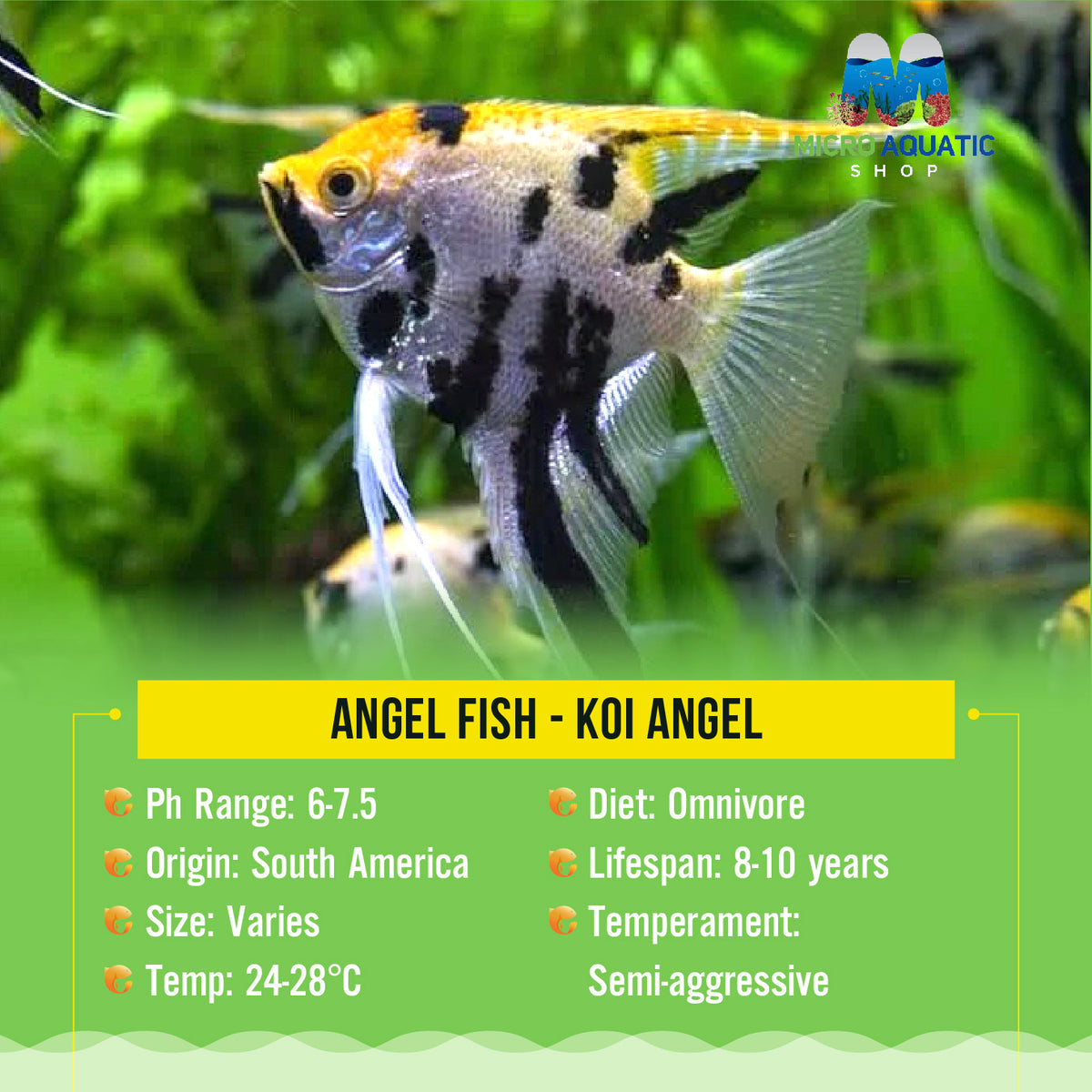Angel Fish - Koi Angel Small