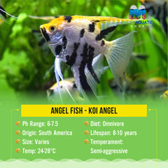 Angel Fish - Koi Angel Small