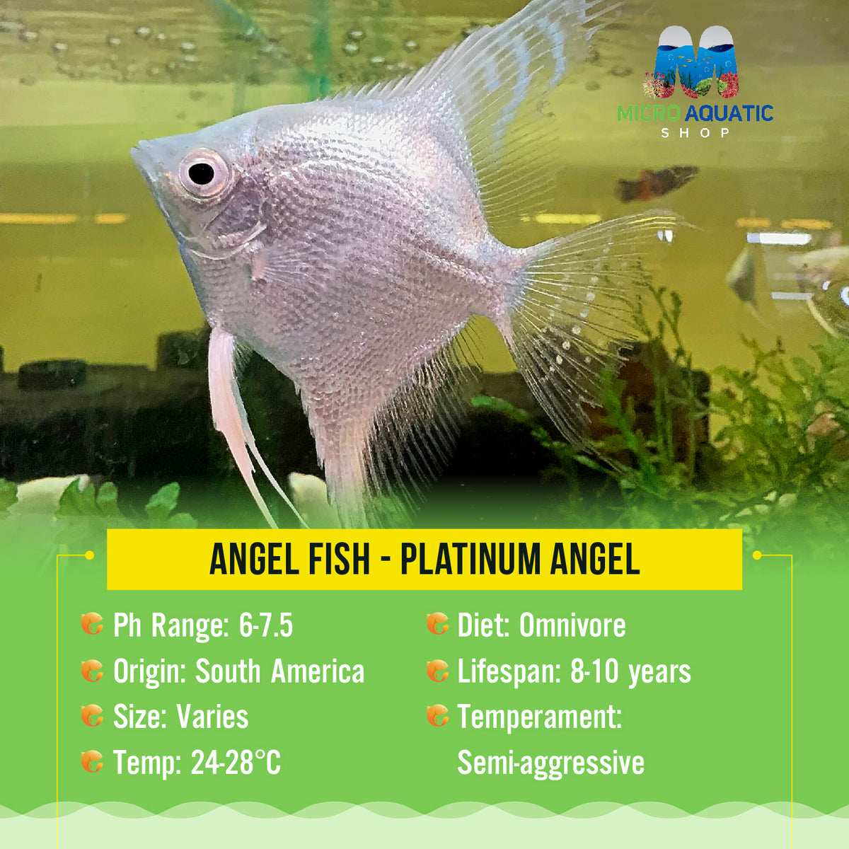 Angel Fish - Platinum Angel