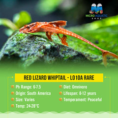 Red Lizard Whiptail - L010A Rare
