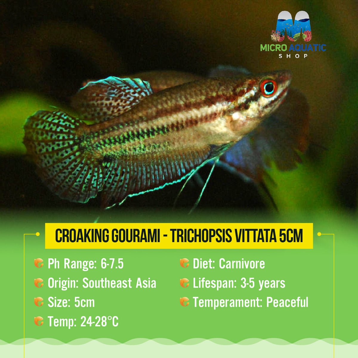 Croaking gourami - Trichopsis vittata 5cm