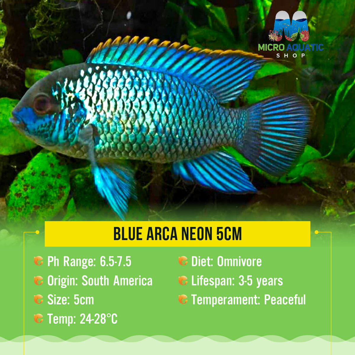 Blue Arca Neon 5cm