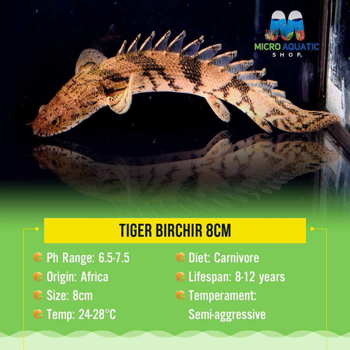 Tiger Birchir 8cm