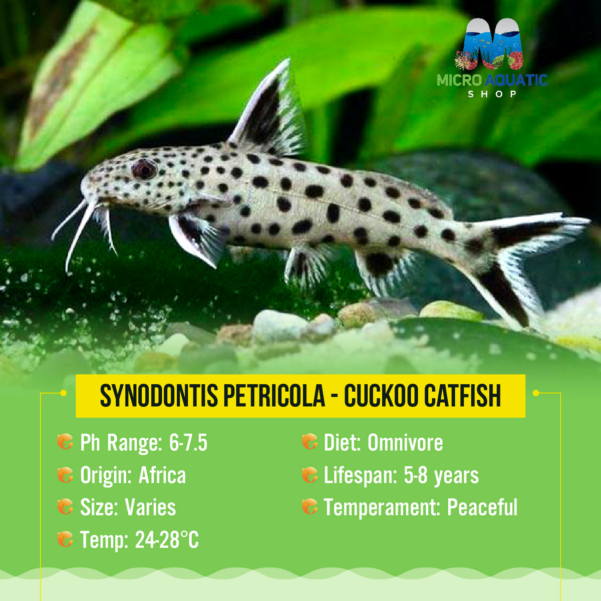 Synodontis petricola - Cuckoo Catfish