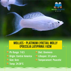 Mollies –  Platinum Lyretail Molly (Poecilia latipinna ) 6cm
