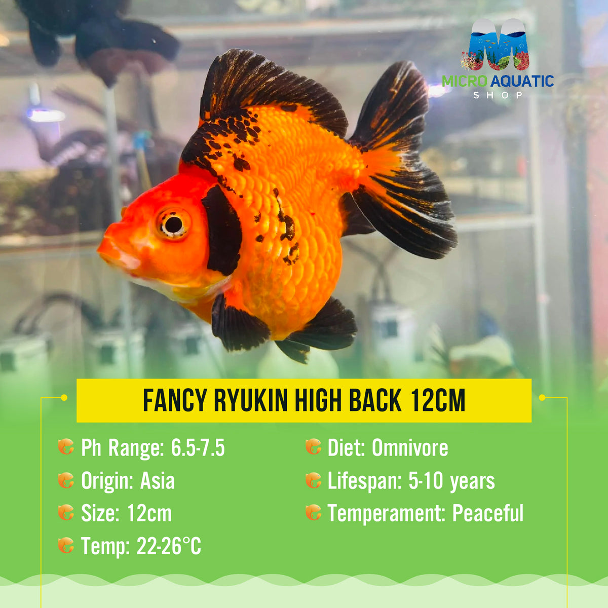 Fancy Ryukin High Back 12cm