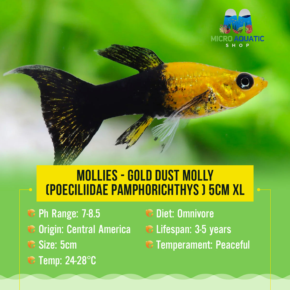 Mollies – Gold Dust Molly (Poeciliidae pamphorichthys ) 5cm XL