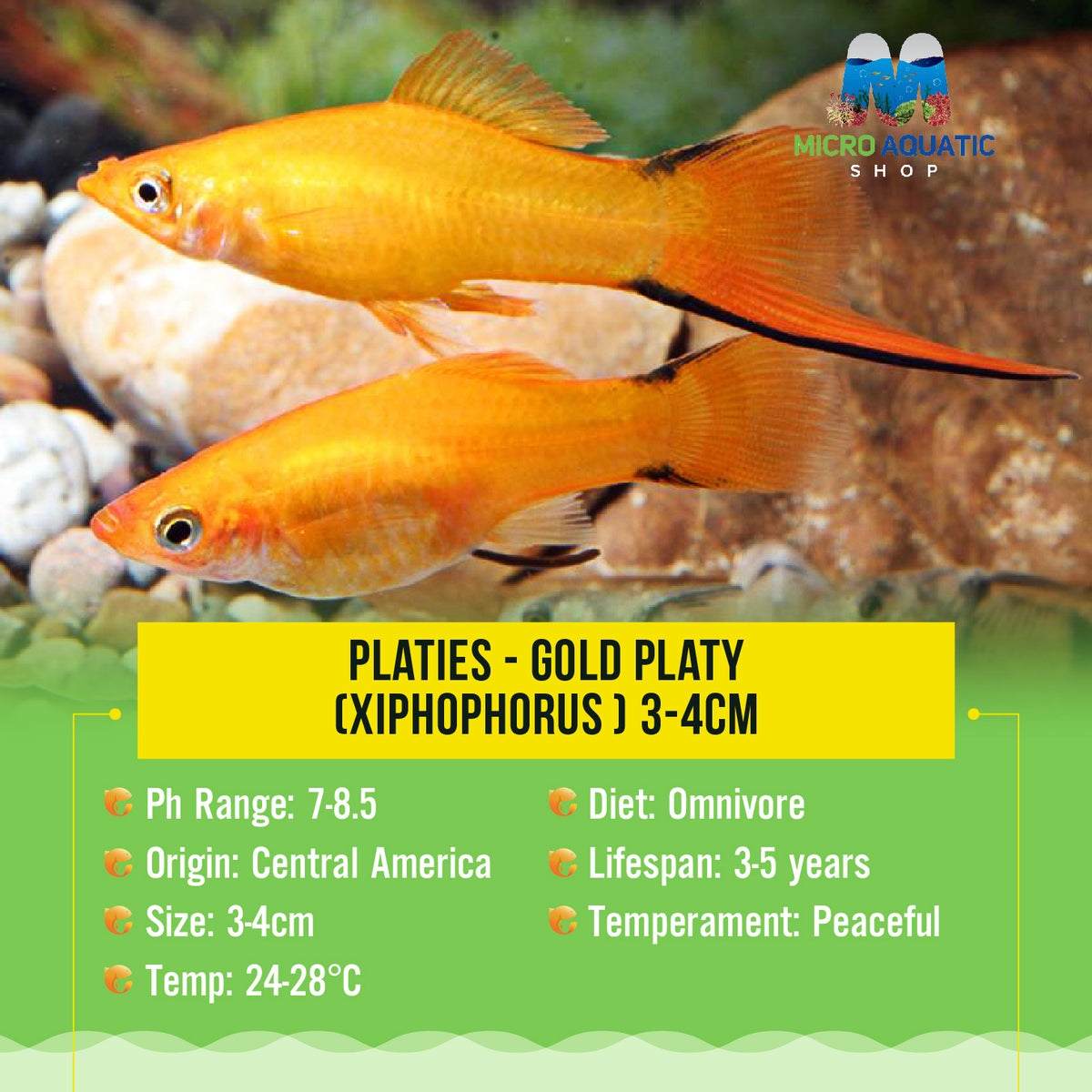 Platies – Gold Platy (Xiphophorus ) 3-4cm