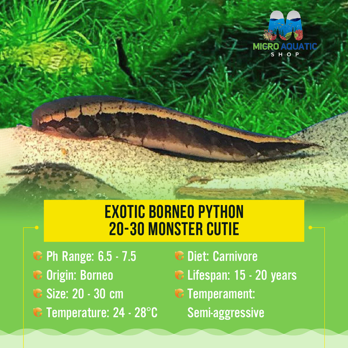 Exotic Borneo Python 20-30 Monster Cutie