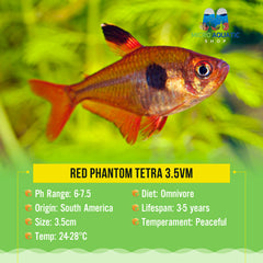 Red Phantom Tetra 3.5cm