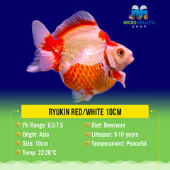 Ryukin Red/White 10cm