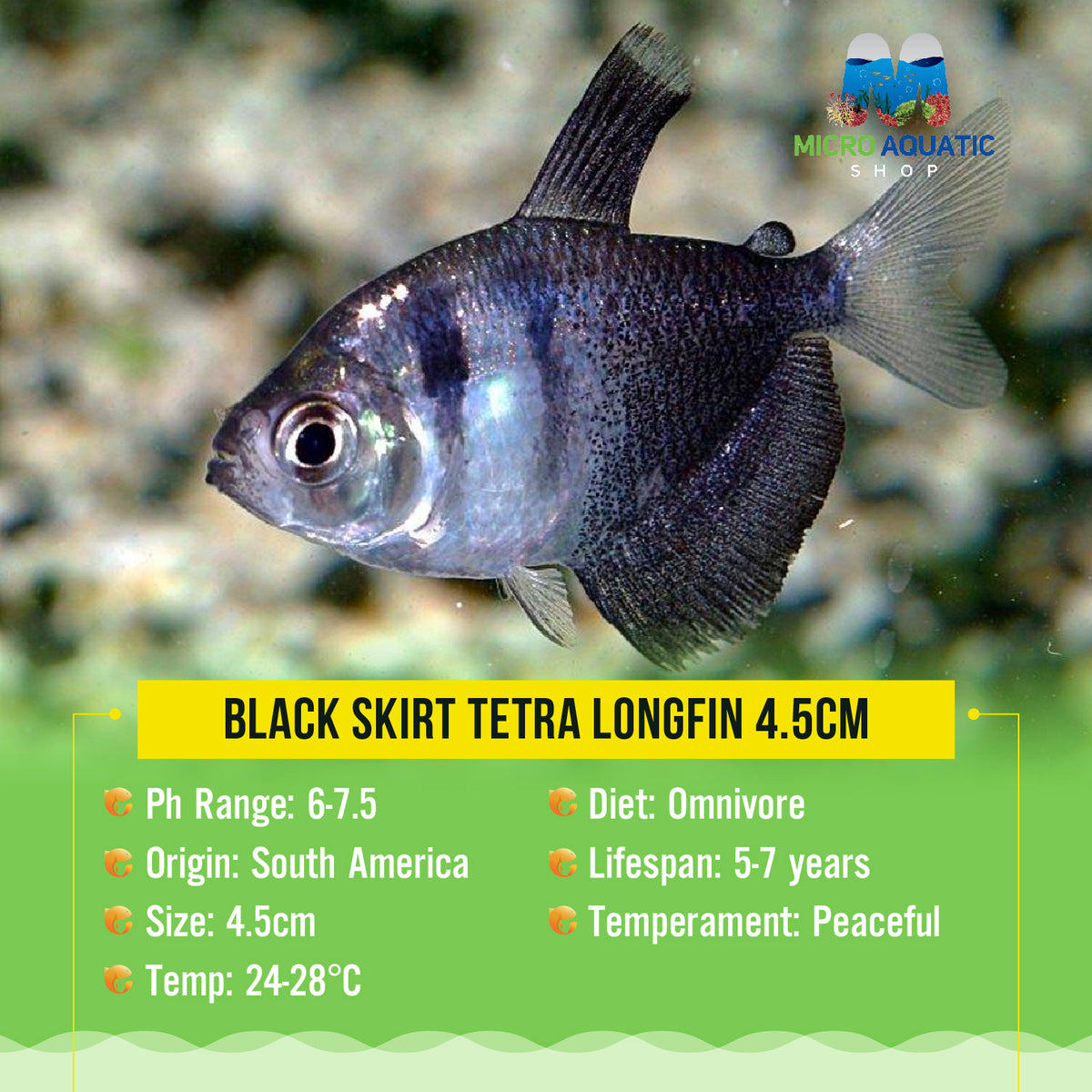 Black Skirt Tetra Longfin 4.5cm
