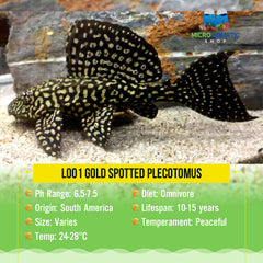 L001 Gold Spotted Plecotomus