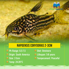 Napoensis Corydoras 2-3cm