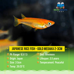 Japanese rice fish - Gold Medaka 2-3cm