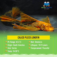 Calico Pleco Longfin