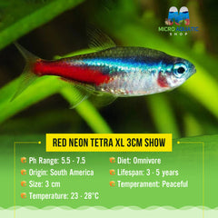 Red Neon Tetra XL 3cm Show