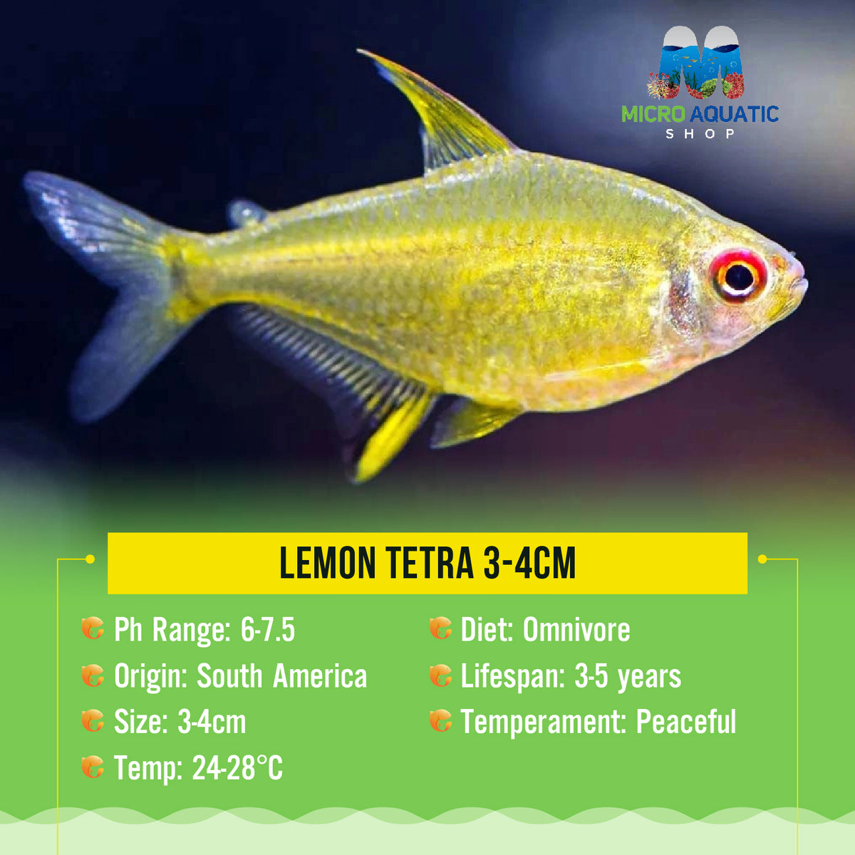 Special Bulk Buy Lemon Tetra 3-4cm