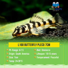 L168 Butterfly Pleco 7cm