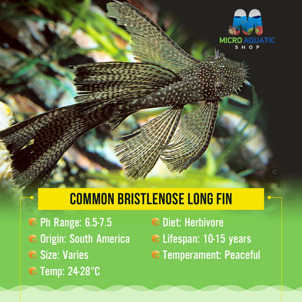 Common Bristlenose Long Fin