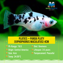 Platies – Panda Platy (Xiphophorus maculatus) 4cm