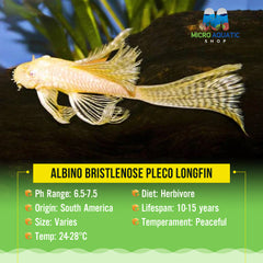 Albino Bristlenose Pleco Longfin