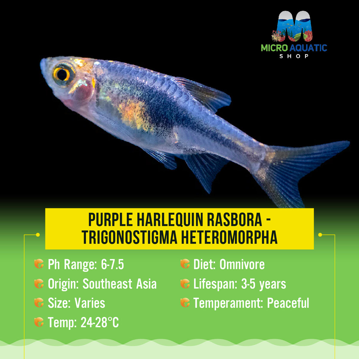 Purple Harlequin Rasbora - Trigonostigma heteromorpha