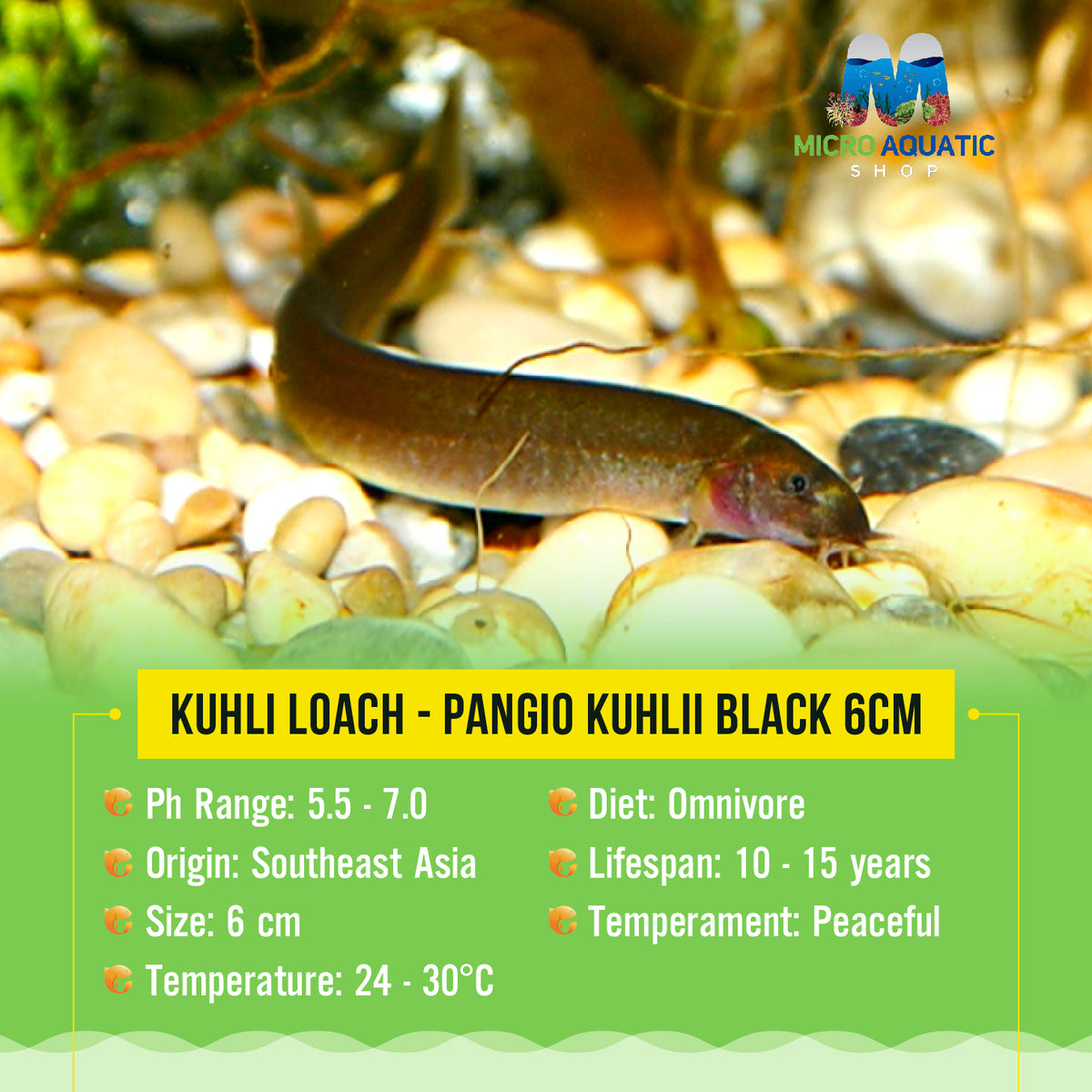 Kuhli Loach - Pangio Kuhlii Black