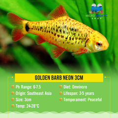 Golden Barb Neon 3cm
