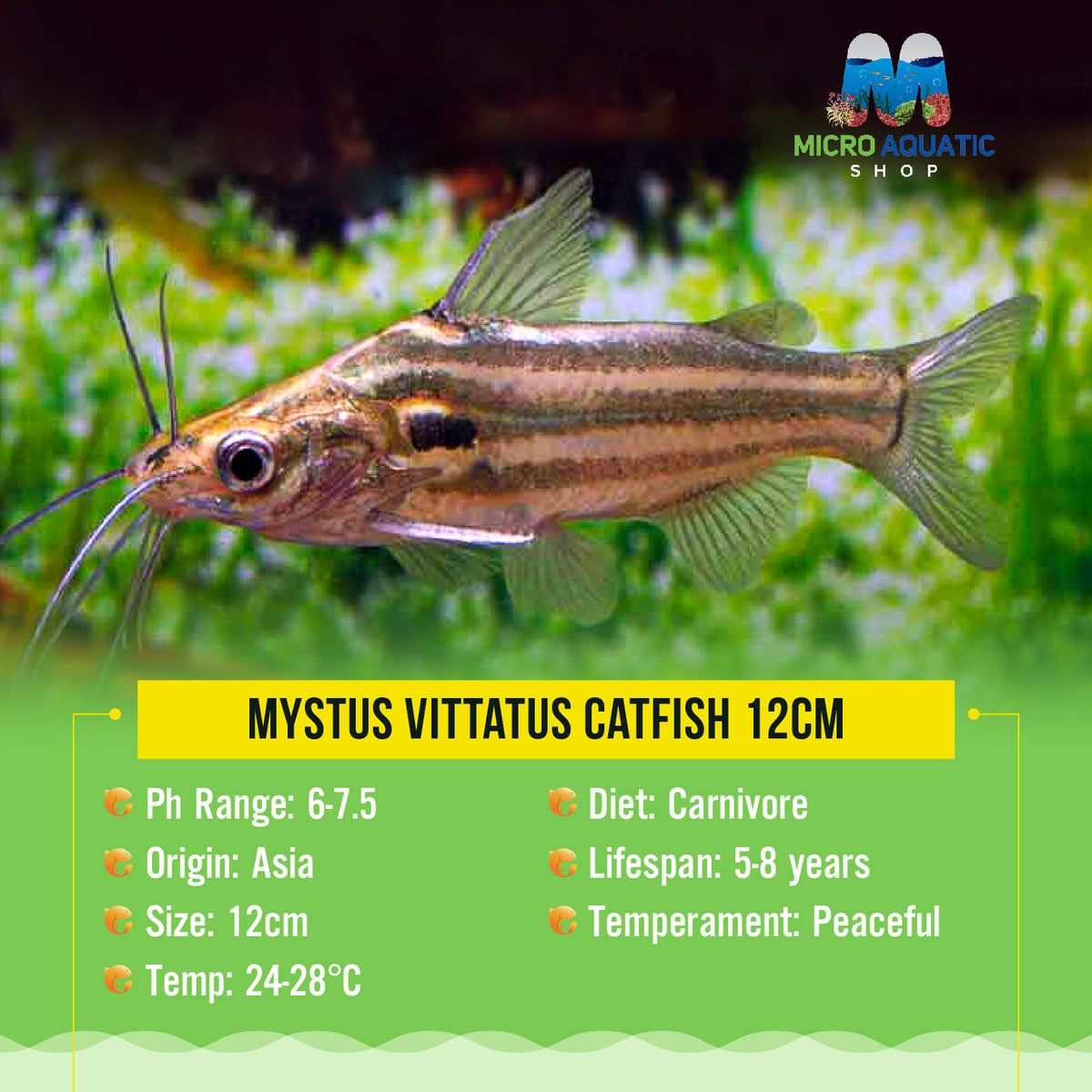 Mystus vittatus Catfish 12cm