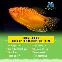 Orange Gourami (Trichopodus trichopterus ) 5cm
