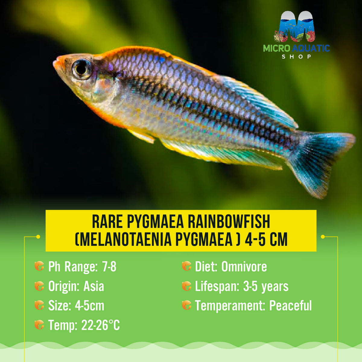 Rare pygmaea Rainbowfish (Melanotaenia pygmaea )