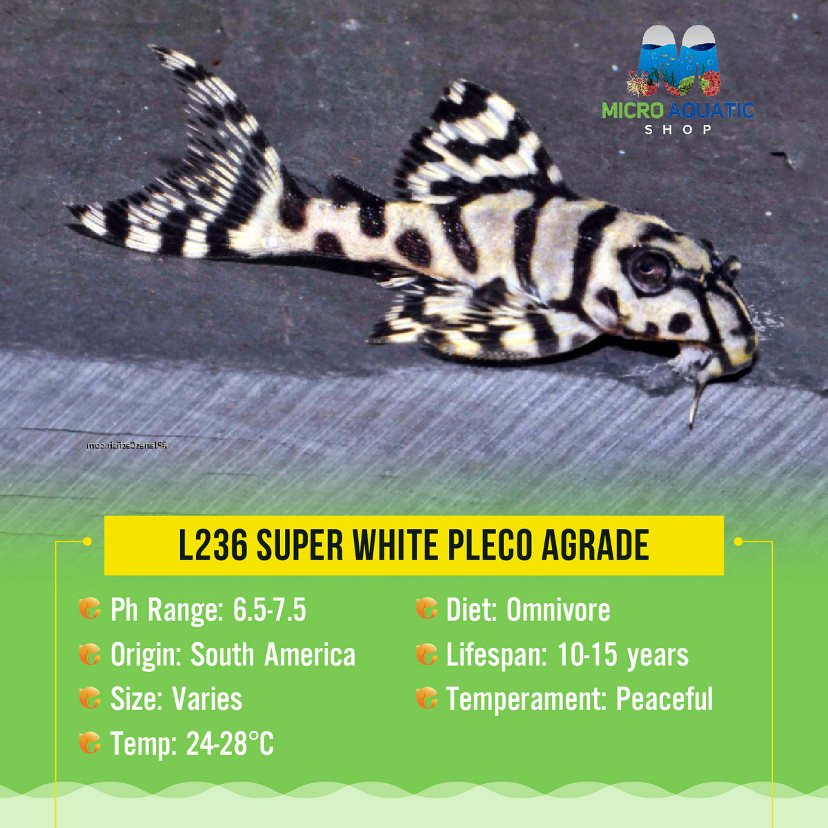 L236 Super White Pleco AGrade