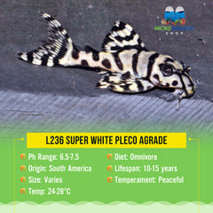 L236 Super White Pleco AGrade