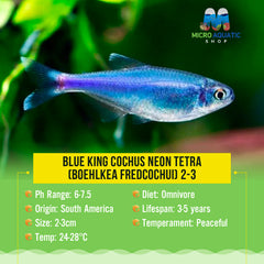 Special Bulk Buy Blue King Cochus Neon Tetra (Boehlkea fredcochui)
