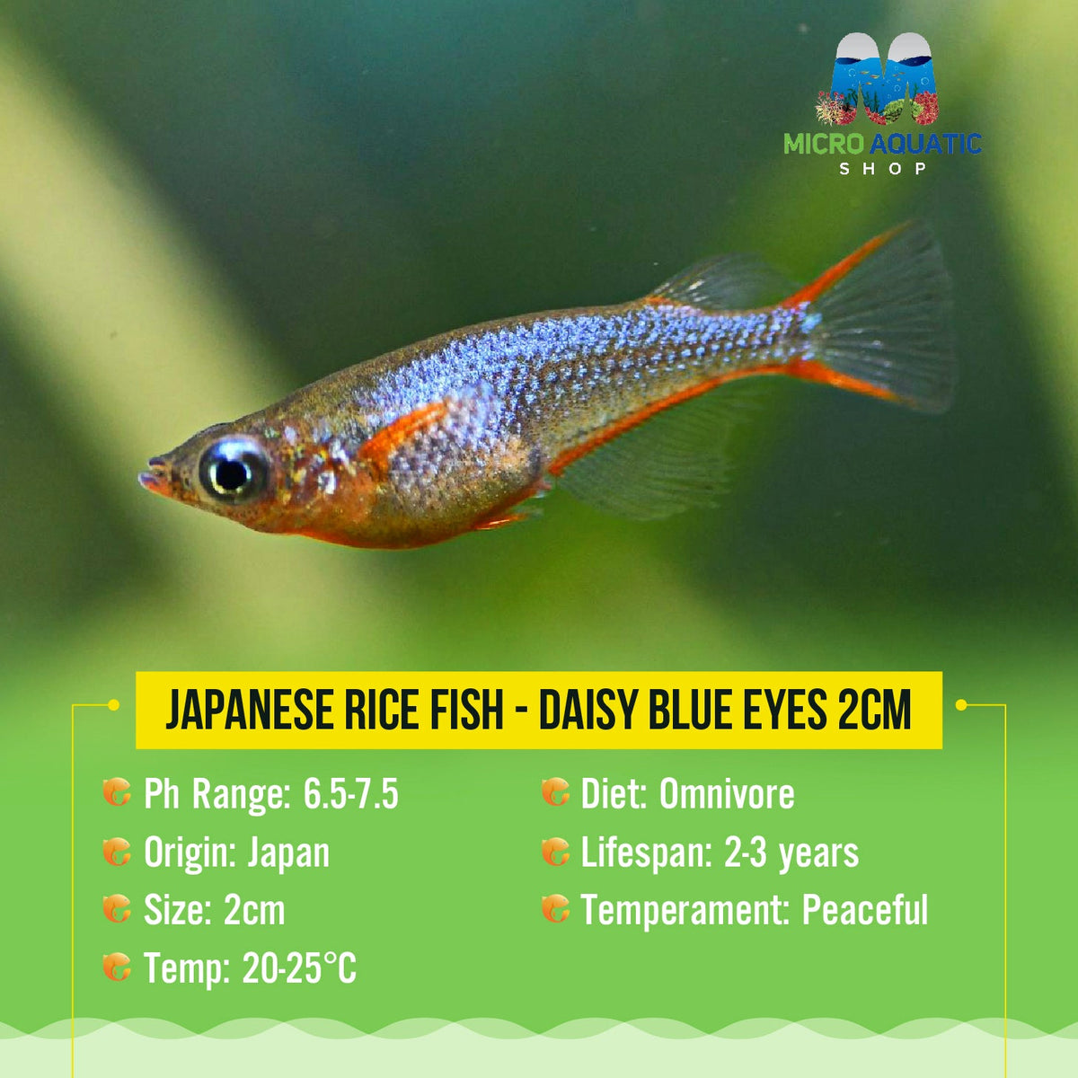 Pet Rice Fish Japanese rice fish - Daisy blue eyes 2cm – Micro Aquatic Shop