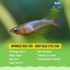 Japanese rice fish - Daisy blue eyes 2cm