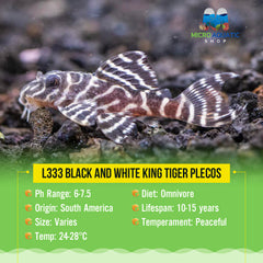 L333 Black and White King Tiger Plecos