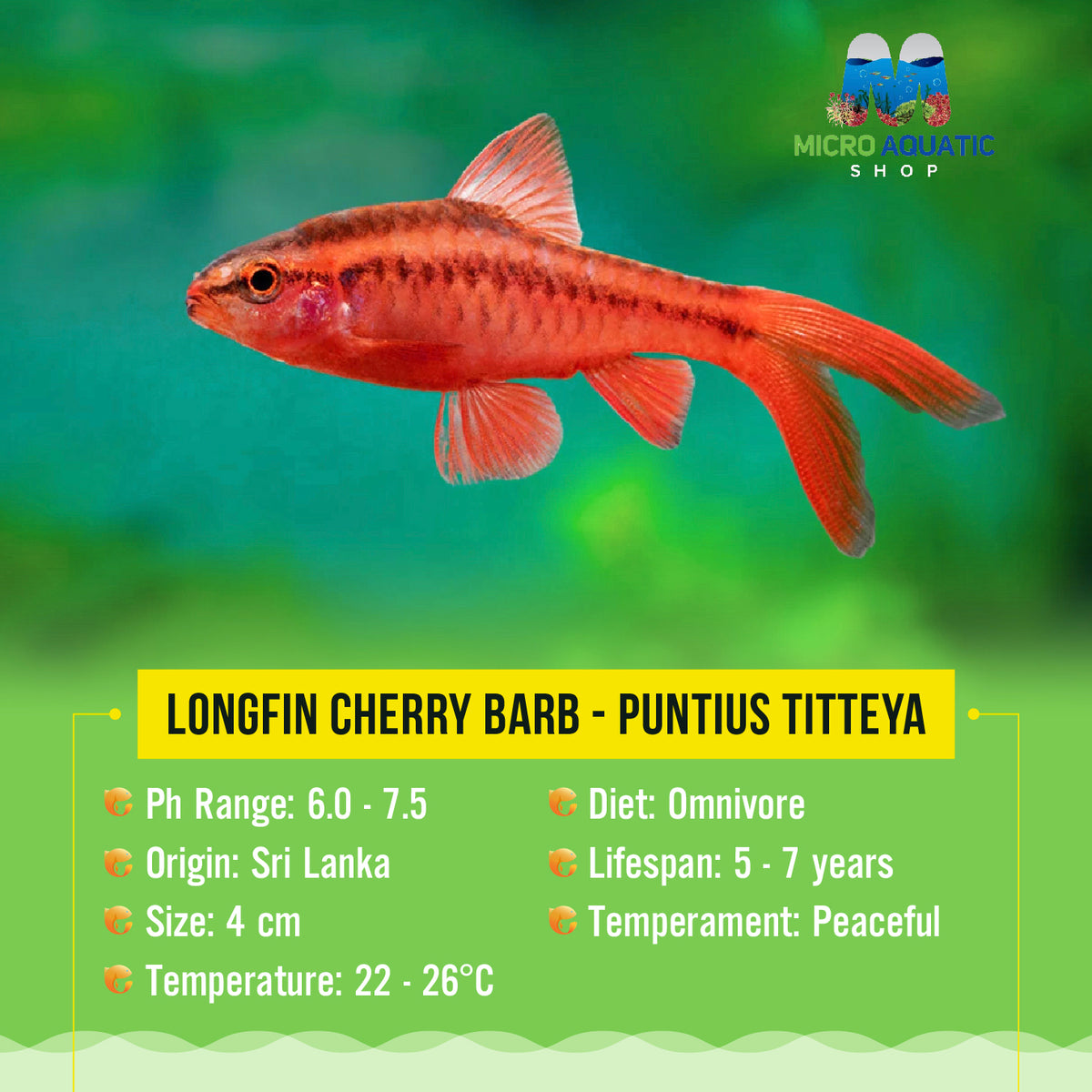 Longfin Cherry Barb - Puntius Titteya